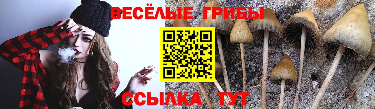 Псилоцибиновые грибы GOLDEN TEACHER  Вход с VPN  Россия 